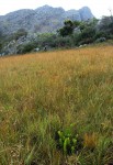 Myrica chimanimaniana