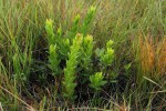 Myrica chimanimaniana