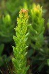 Myrica chimanimaniana