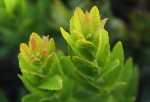 Myrica chimanimaniana