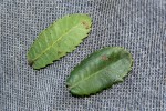 Myrica chimanimaniana