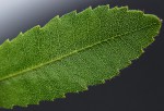 Myrica chimanimaniana