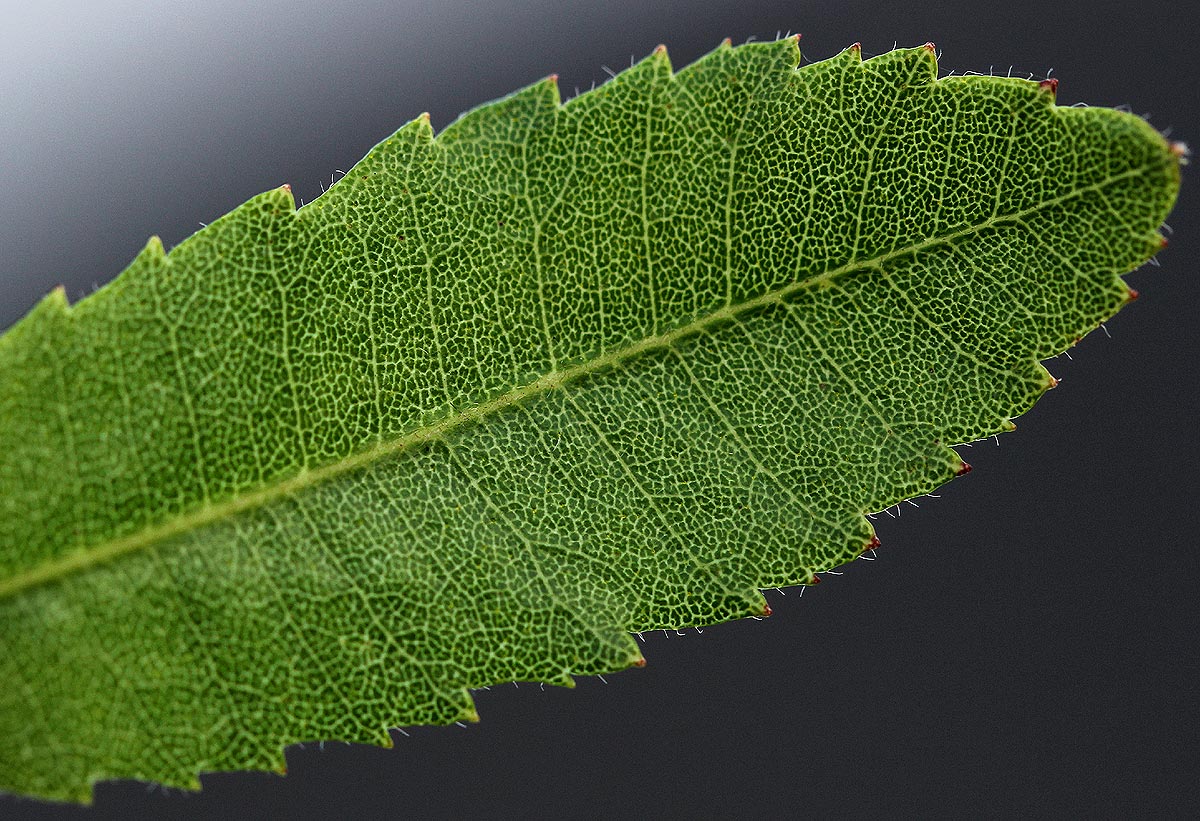Myrica chimanimaniana