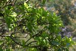 Myrica pilulifera