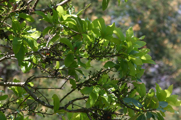 Myrica pilulifera