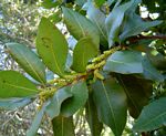 Myrica pilulifera