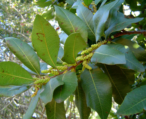 Myrica pilulifera