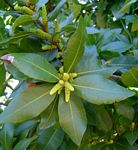 Myrica pilulifera
