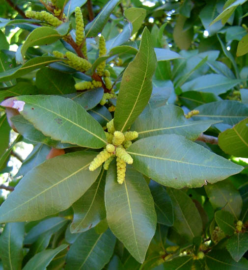 Myrica pilulifera