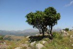 Myrica pilulifera