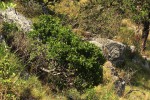 Myrica pilulifera