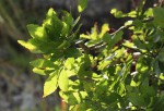 Myrica pilulifera