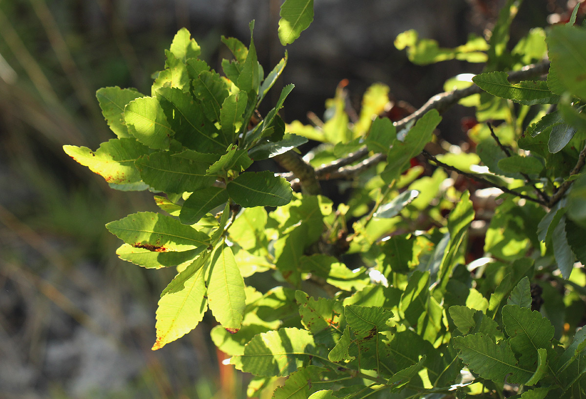 Myrica pilulifera
