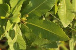 Myrica pilulifera