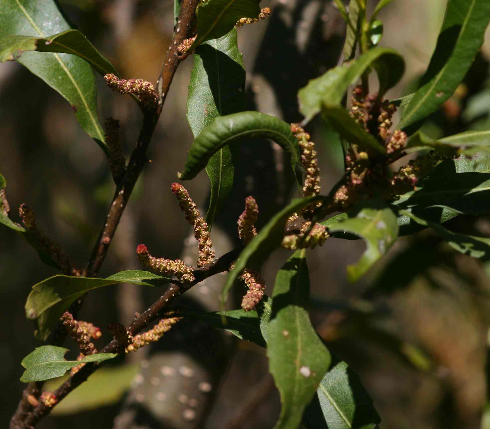 Myrica serrata