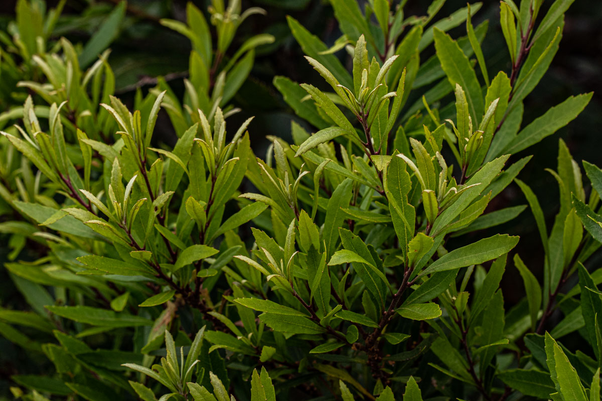 Myrica serrata