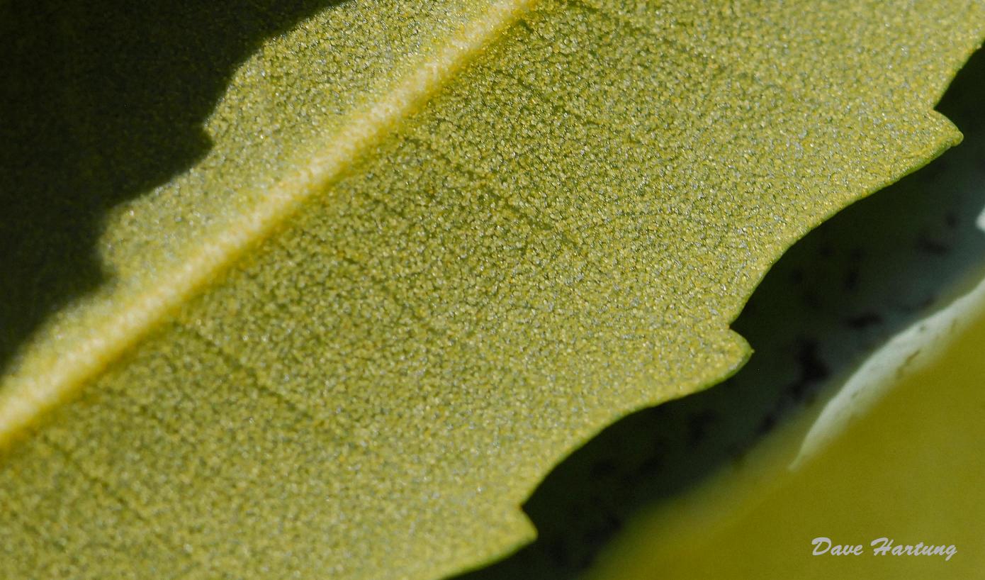 Myrica serrata