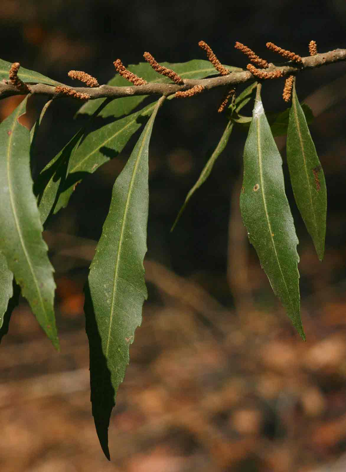 Myrica serrata