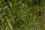 Myrica serrata
