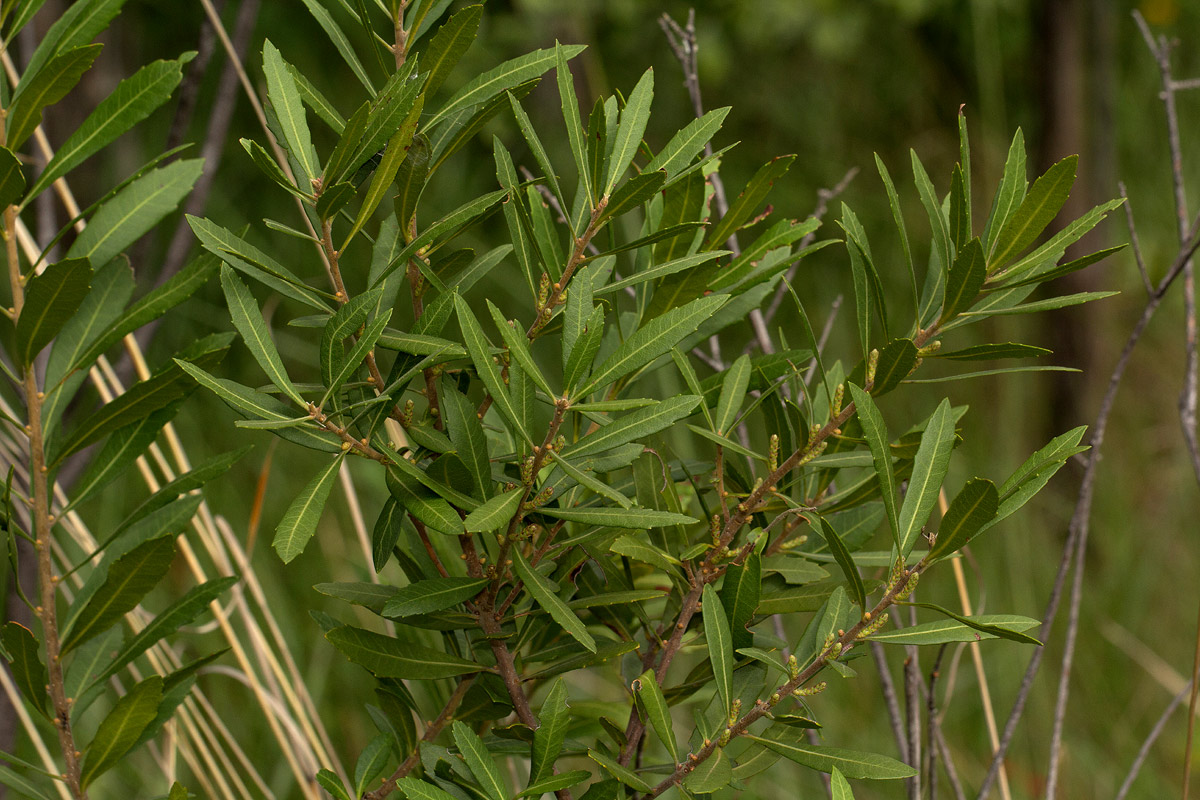 Myrica serrata