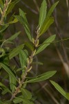 Myrica serrata