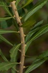 Myrica serrata