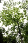 Celtis gomphophylla