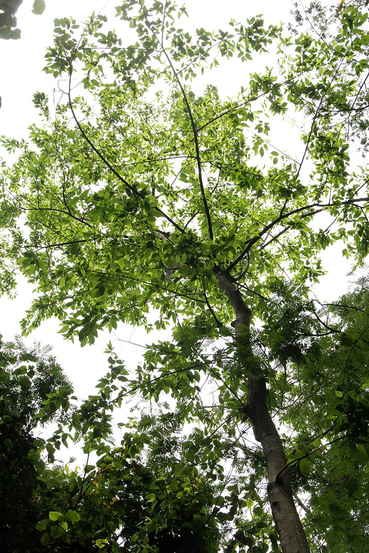 Celtis gomphophylla