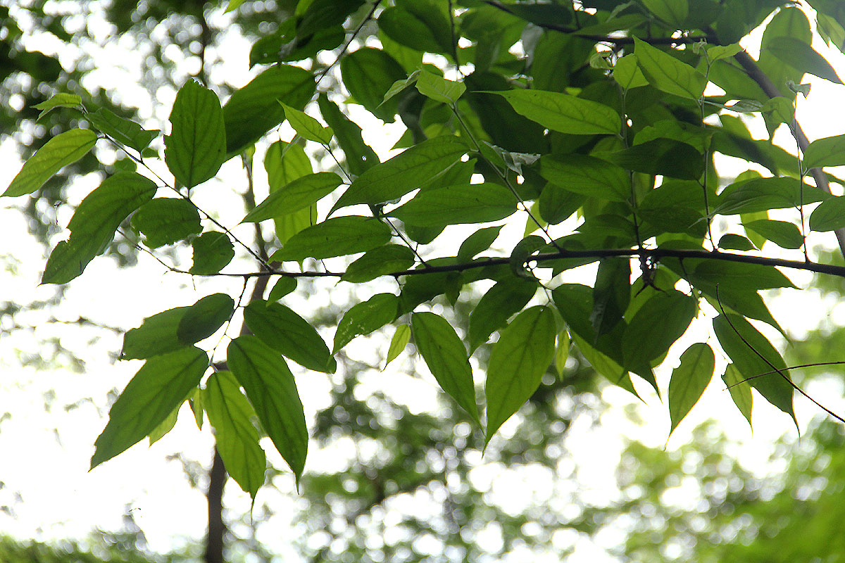 Celtis gomphophylla