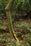 Celtis gomphophylla