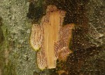Celtis gomphophylla