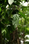 Celtis gomphophylla