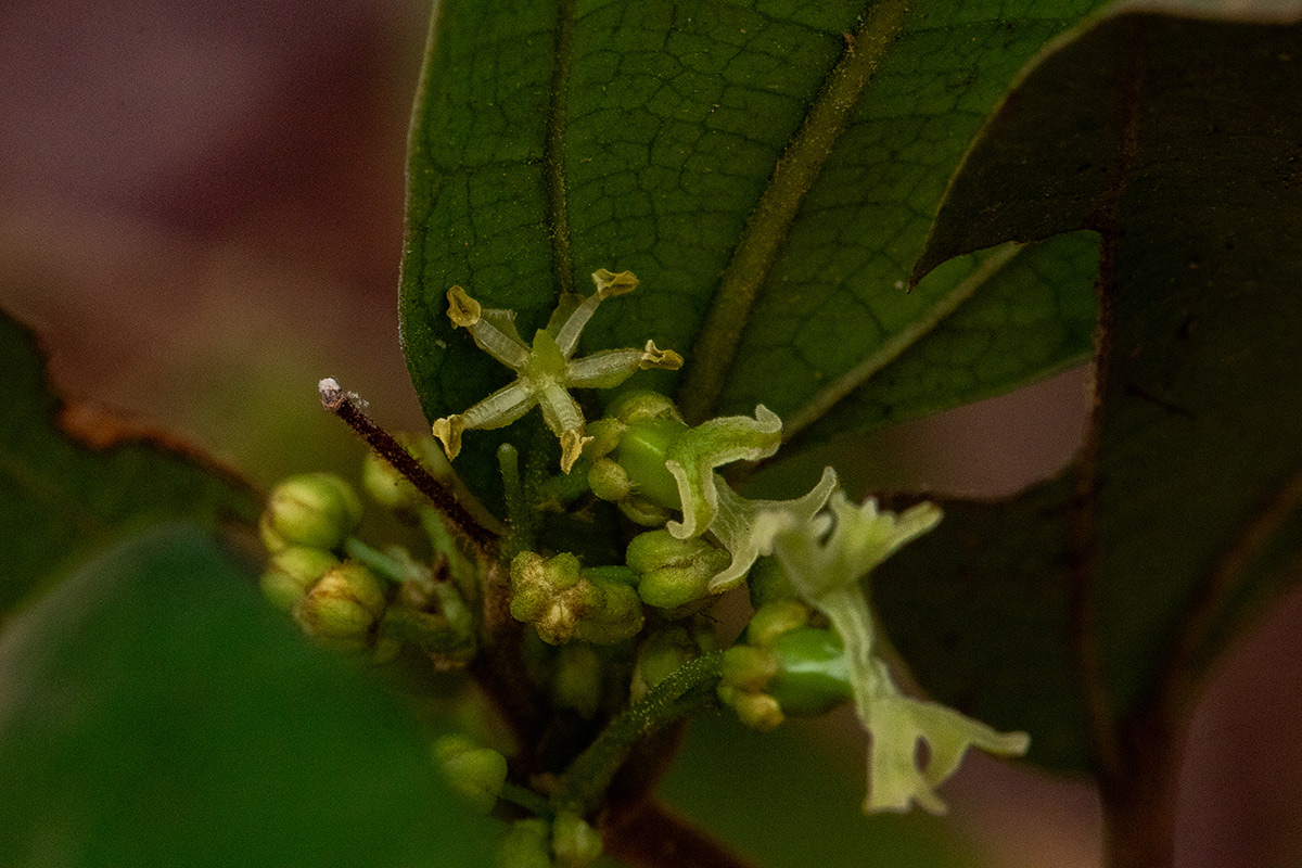 Celtis mildbraedii