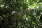 Celtis mildbraedii