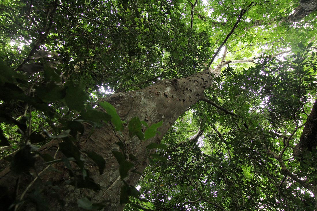 Celtis mildbraedii