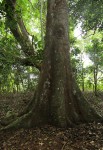 Celtis mildbraedii