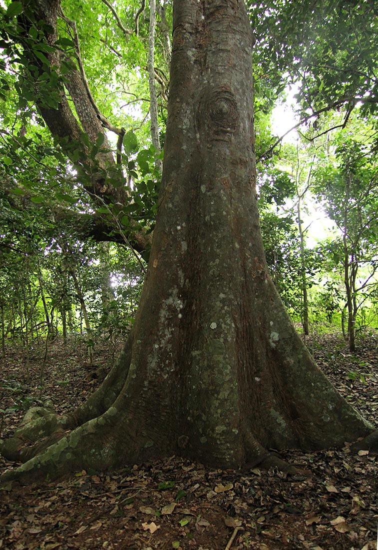 Celtis mildbraedii