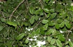 Celtis mildbraedii