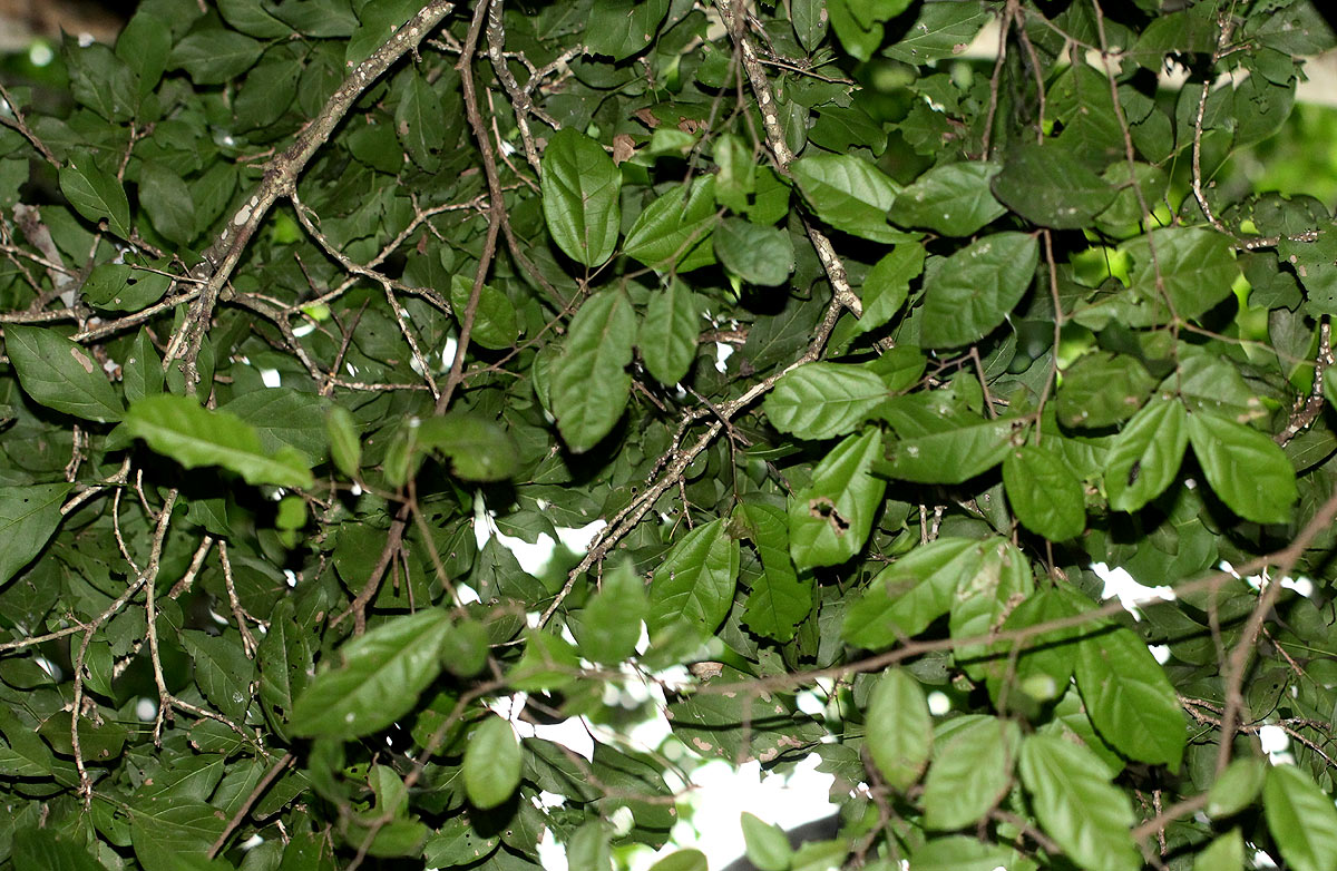 Celtis mildbraedii