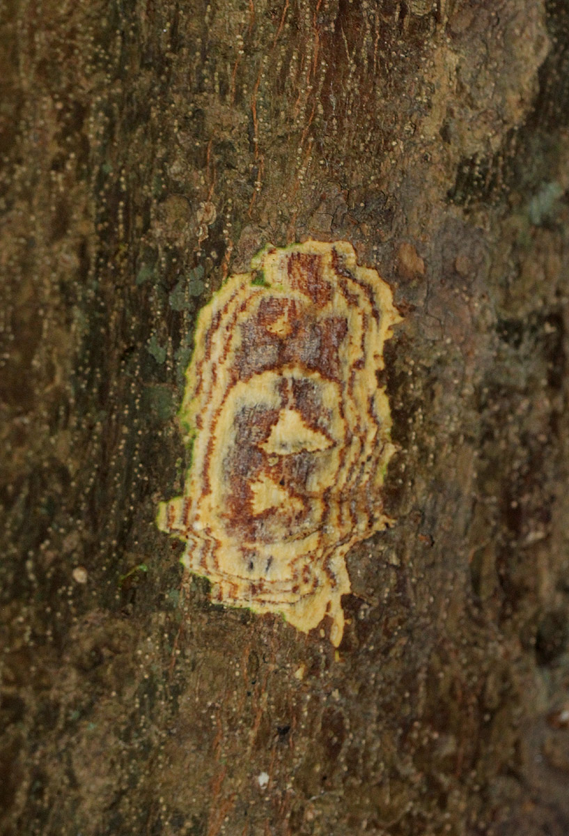Celtis mildbraedii