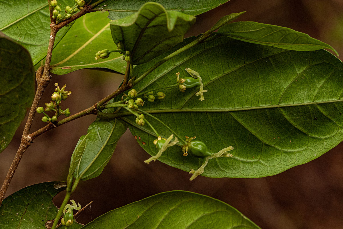 Celtis mildbraedii