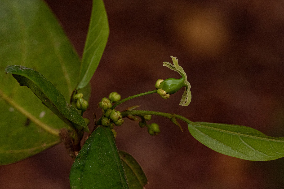 Celtis mildbraedii