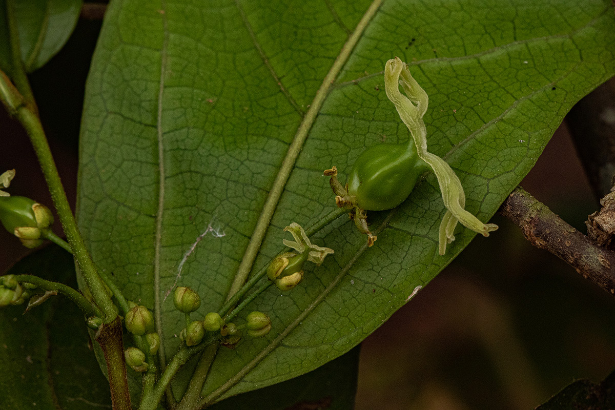 Celtis mildbraedii