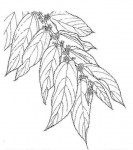 Trema orientale