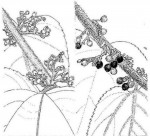 Trema orientale