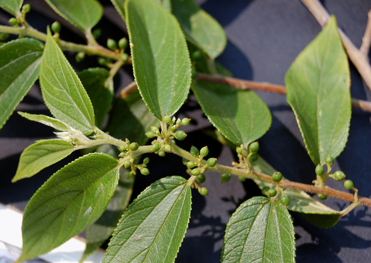 Trema orientale
