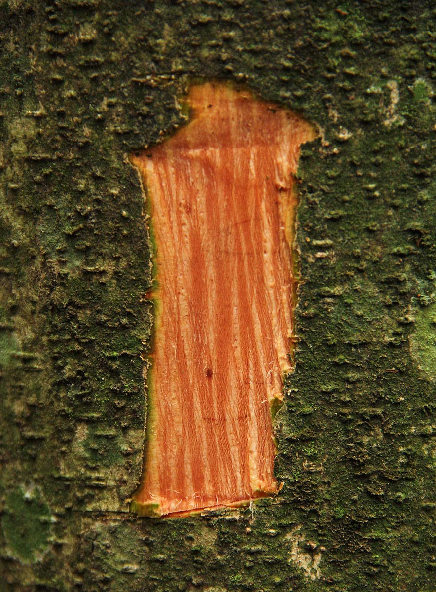 Trema orientale
