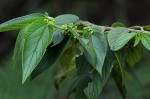 Trema orientale