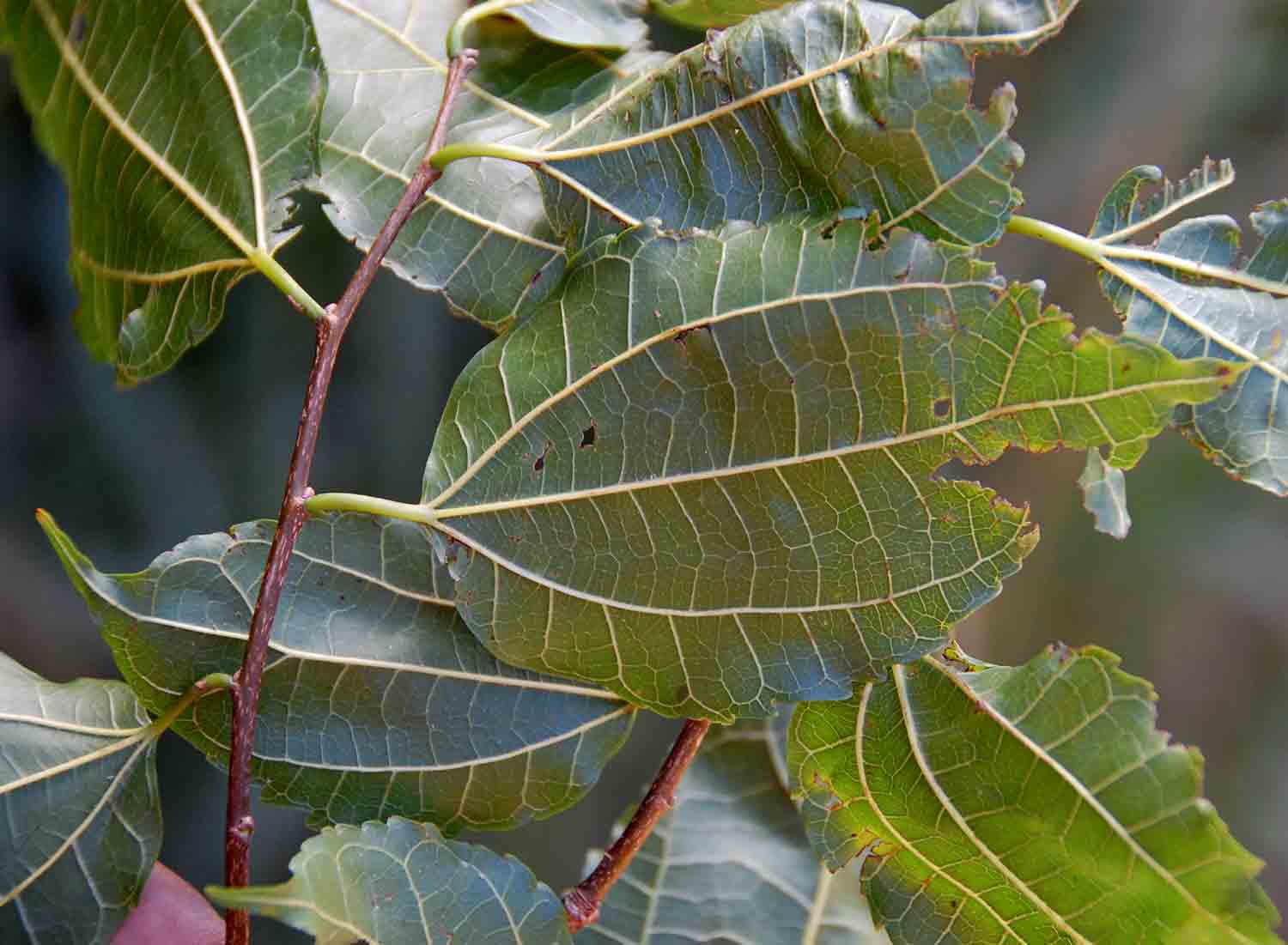 Morus mesozygia