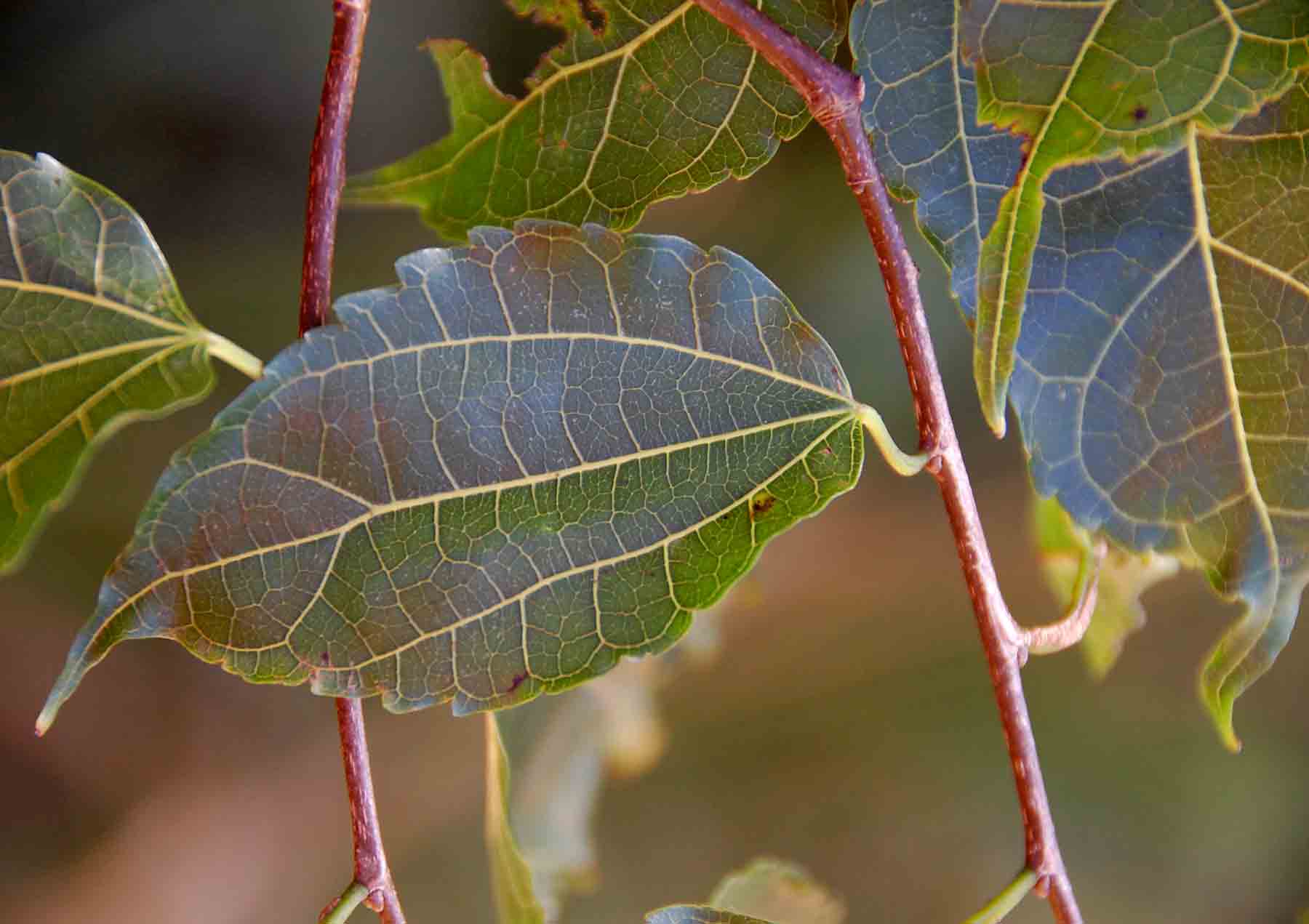 Morus mesozygia